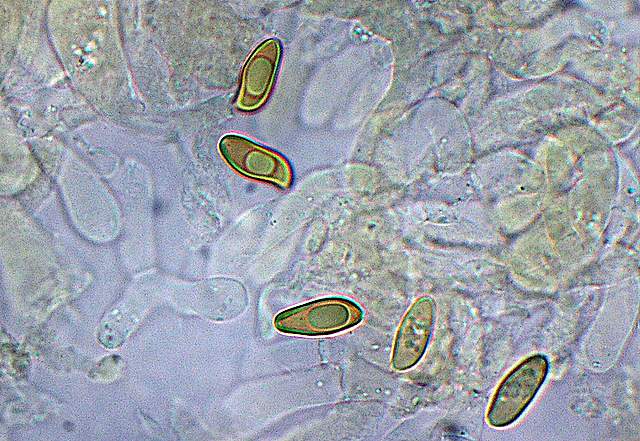 Xerocomus bubalinus   (Oolbekk. & Duin)  Redeuilh